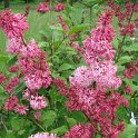 Syringa x praestoniae 'Miss Canada'